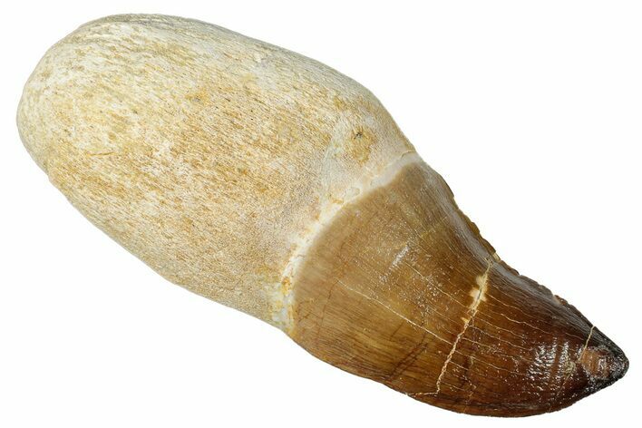 Fossil Rooted Mosasaur (Prognathodon) Tooth - Morocco #265998